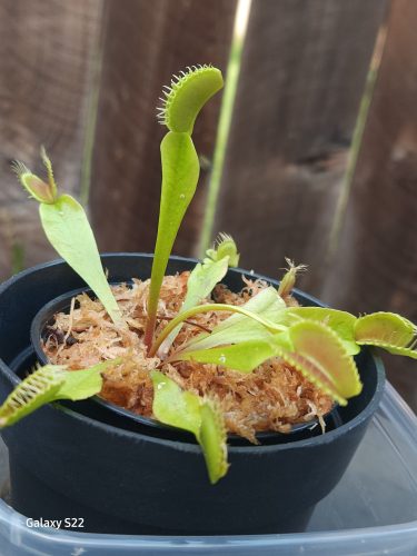 1x Adult Plant: Classic Venus Flytrap Dionaea Muscipula photo review