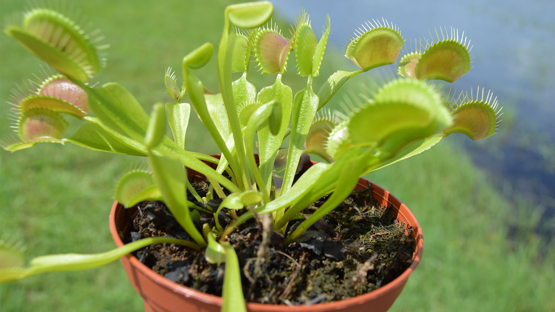 1x Adult Plant: Classic Venus Flytrap Dionaea Muscipula –