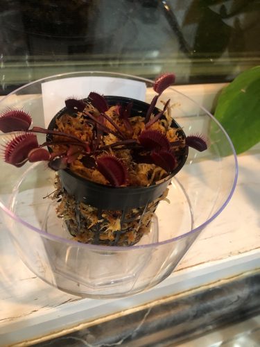 1x Large Adult Plant: Red Dragon Venus Flytrap “Akai Ryu” Dionaea Muscipula Cultivar photo review