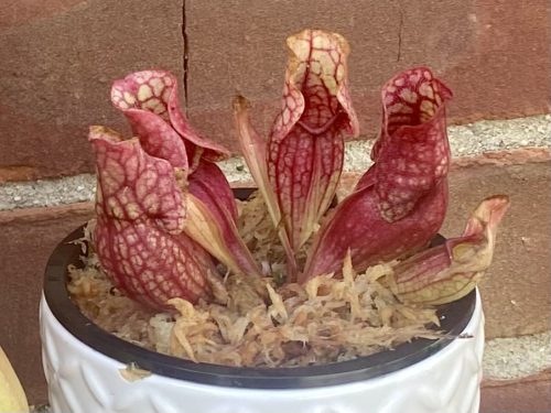 Adult Purple Pitcher Plant (Sarracenia Purpurea Venosa), Classic Variant photo review