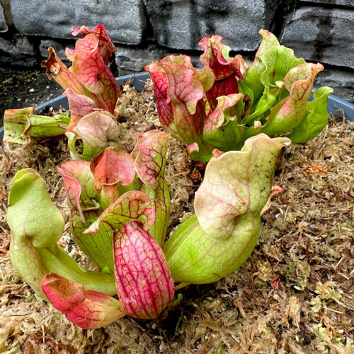 Adult Purple Pitcher Plant (Sarracenia Purpurea Venosa), Classic Variant photo review