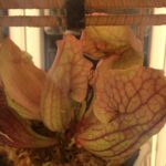 Adult Purple Pitcher Plant (Sarracenia Purpurea Venosa), Classic Variant photo review