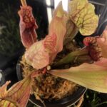 Adult Purple Pitcher Plant (Sarracenia Purpurea Venosa), Classic Variant photo review