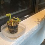 6" Professional Grower's Choice Net Pot & New Zealand Sphagnum Moss photo review