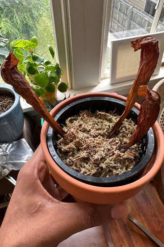 Adult Catesby's Pitcher Plant (Sarracenia Catesbaei) photo review