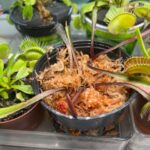 Large Adult Plant: Red Dragon Venus Flytrap “Akai Ryu” Dionaea Muscipula Cultivar photo review