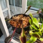 1x Large Adult Plant: Red Dragon Venus Flytrap “Akai Ryu” Dionaea Muscipula Cultivar photo review