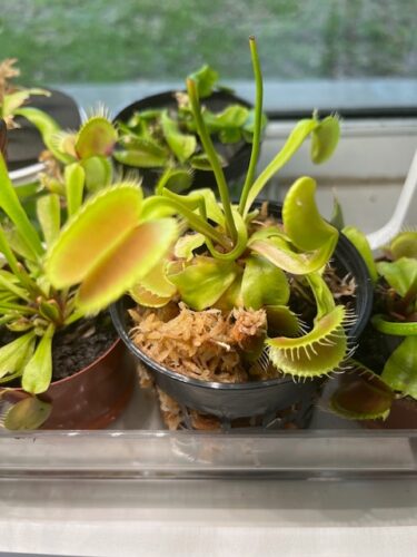 1x Adult Plant: Giant Venus Flytrap “King Henry” Dionaea Muscipula Cultivar photo review