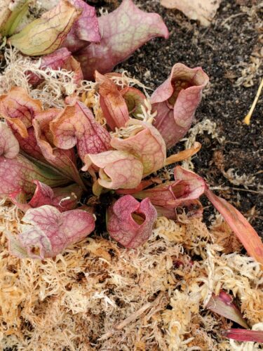 Adult Catesby's Pitcher Plant (Sarracenia Catesbaei) photo review