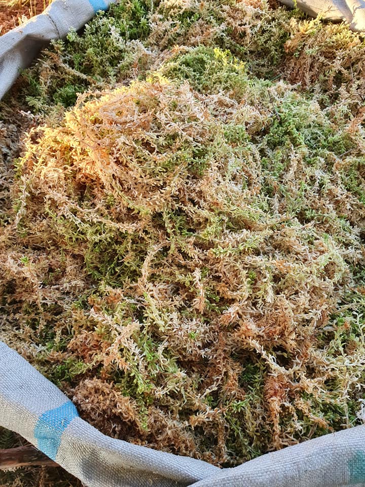 Living New Zealand Long Fiber Sphagnum Moss - One Quart