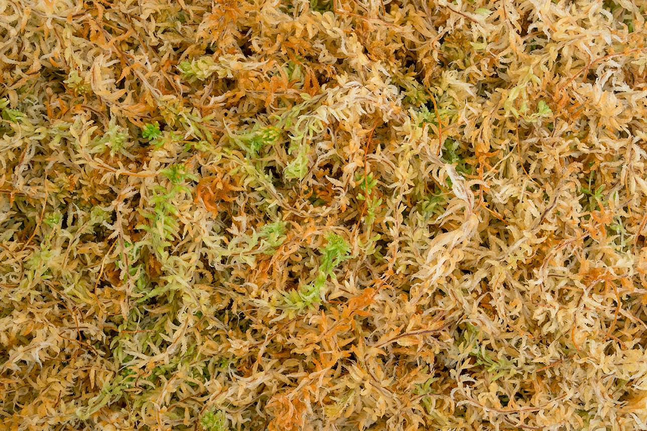 Long Fibered Sphagnum Moss