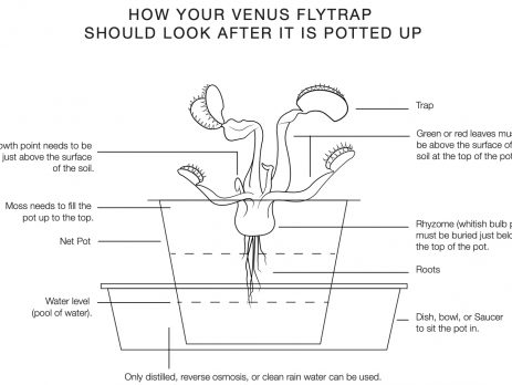 The Complete Venus Flytrap Indoor Care Guide 🌱 