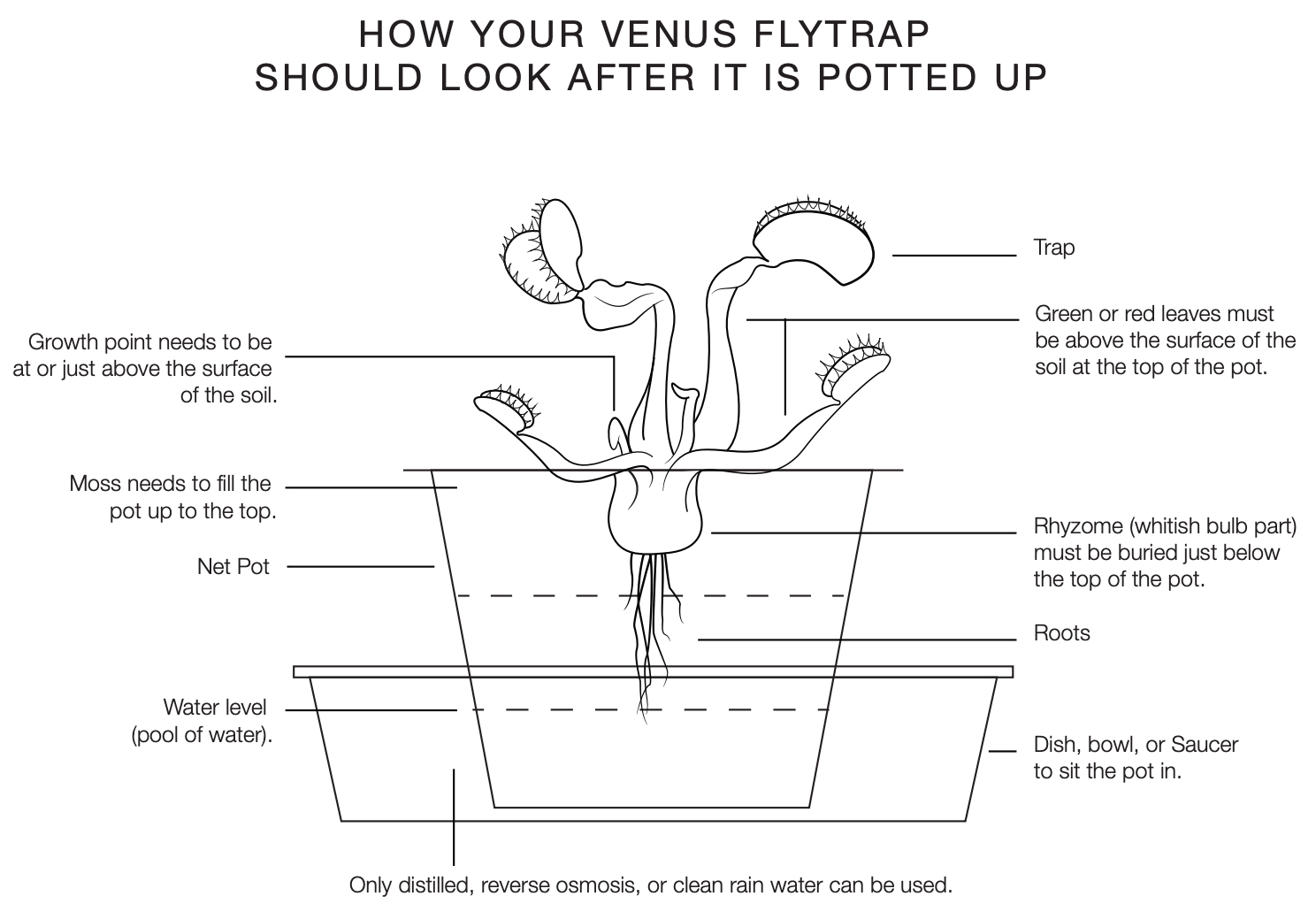 The Complete Venus Flytrap Indoor Care Guide 🌱 