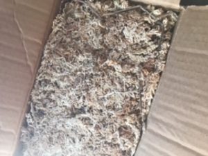 4.5 ounces, New Zealand Long-Fibered Sphagnum Moss photo review
