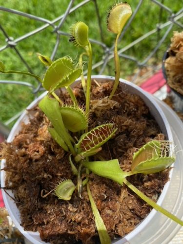 3x Well-Started Plants: Giant Venus Flytrap "B52" Dionaea Muscipula Cultivar photo review