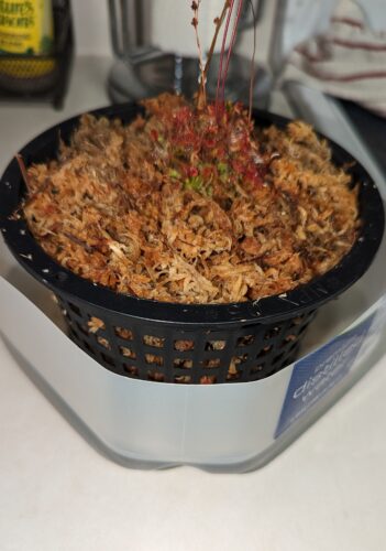 3x 5" Net Pots & New Zealand Sphagnum Moss Growing Kit photo review