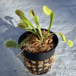 Venus Flytrap Instant Collection Builder -- 3x Plants of Different Cultivars photo review
