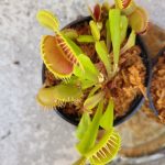 Venus Flytrap Instant Collection Builder -- 3x Plants of Different Cultivars photo review