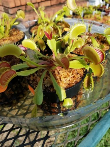 1x Adult Plant: Giant Venus Flytrap “Pinnacle” Dionaea Muscipula Cultivar photo review