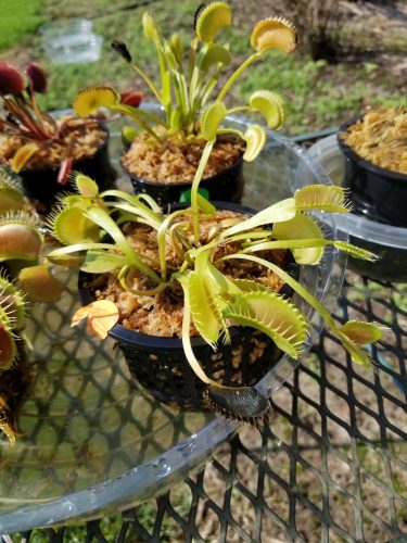 1x Adult Plants: Giant Venus Flytrap “Flexx” Dionaea Muscipula Cultivar photo review