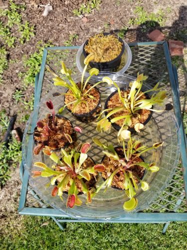 1x Adult Plants: Short-Toothed Venus Flytrap “Dente” Dionaea Muscipula Cultivar photo review