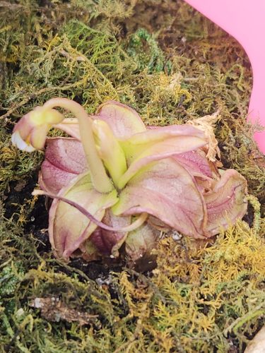 Southern Primrose Butterwort (Pinguicula Primuliflora) photo review