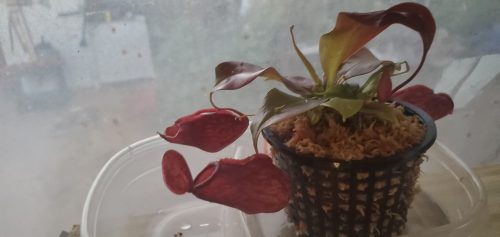 Nepenthes St. Gaya – Carnivorous Pitcher Plant photo review