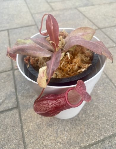 Nepenthes St. Gaya – Carnivorous Pitcher Plant photo review