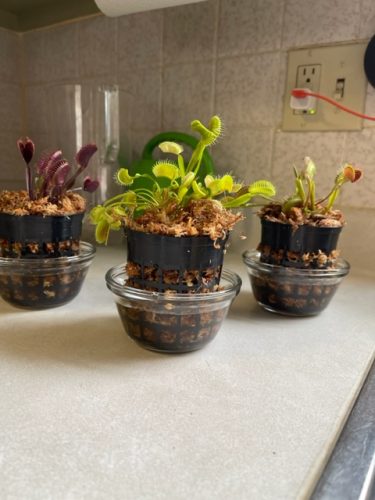 3x Well-Started Plants: Giant Venus Flytrap “King Henry” Dionaea Muscipula Cultivar photo review
