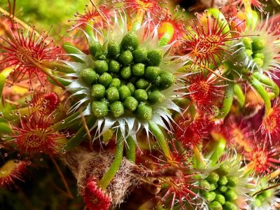 What Are Some Interesting Facts About Sundews? – CarnivorousPlants.com