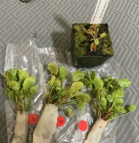 Adult Plant: Venus Flytrap “Chinese Dumpling” Dionaea Muscipula Cultivar, Green Variant photo review