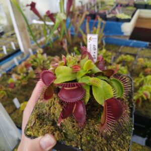 Rare Flytraps