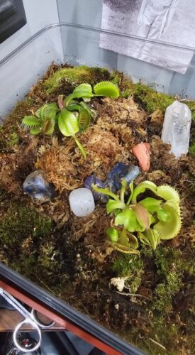 Adult Plant: Giant Venus Flytrap “Flexx” Dionaea Muscipula Cultivar photo review