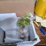 Adult Plant: Giant Venus Flytrap “King Henry” Dionaea Muscipula Cultivar photo review