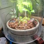 Adult Plant: Giant Venus Flytrap “King Henry” Dionaea Muscipula Cultivar photo review