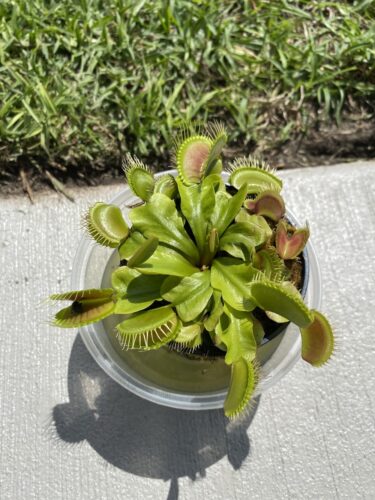 Large Adult Plant: Giant Venus Flytrap "B52" Dionaea Muscipula Cultivar photo review
