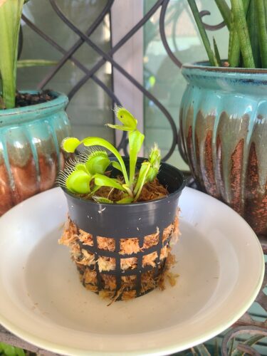 Large Adult Plant: Giant Venus Flytrap "B52" Dionaea Muscipula Cultivar photo review