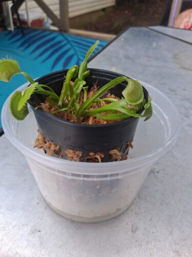 Adult Plant: Giant Venus Flytrap “King Henry” Dionaea Muscipula Cultivar photo review