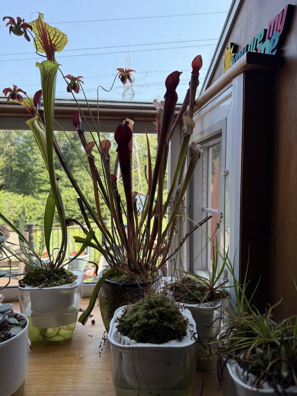 Click to view full screen Adult Yellow Pitcher Plant (Sarracenia Flava) photo review