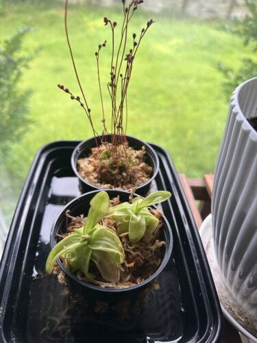 Southern Primrose Butterwort (Pinguicula Primuliflora) photo review