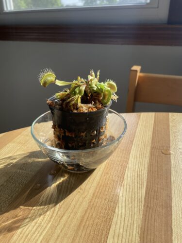 Large Adult Plant: Giant Venus Flytrap "B52" Dionaea Muscipula Cultivar photo review