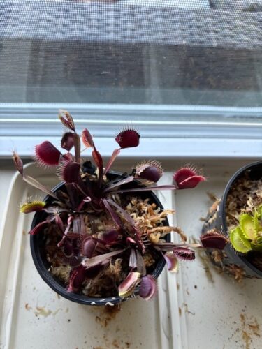 Large Adult Plant: Red Dragon Venus Flytrap “Akai Ryu” Dionaea Muscipula Cultivar photo review