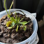 3x Well-Started Plants: Classic Venus Flytrap Dionaea Muscipula photo review
