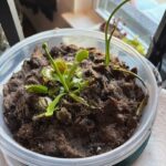 3x Well-Started Plants: Classic Venus Flytrap Dionaea Muscipula photo review