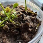 3x Well-Started Plants: Classic Venus Flytrap Dionaea Muscipula photo review