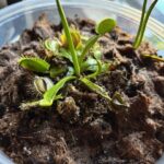 3x Well-Started Plants: Classic Venus Flytrap Dionaea Muscipula photo review