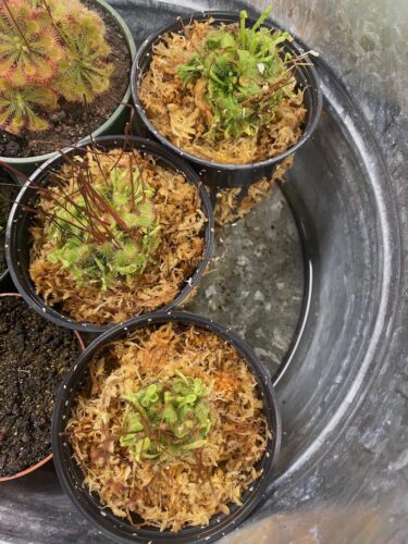 Spoonleaved Sundew (Drosera Spatulata) photo review